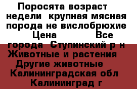 Поросята возраст 4 недели, крупная мясная порода(не вислобрюхие ) › Цена ­ 4 000 - Все города, Ступинский р-н Животные и растения » Другие животные   . Калининградская обл.,Калининград г.